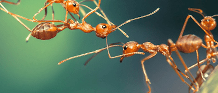 Ant Control Glenelg