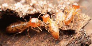 Termite Control Glenelg